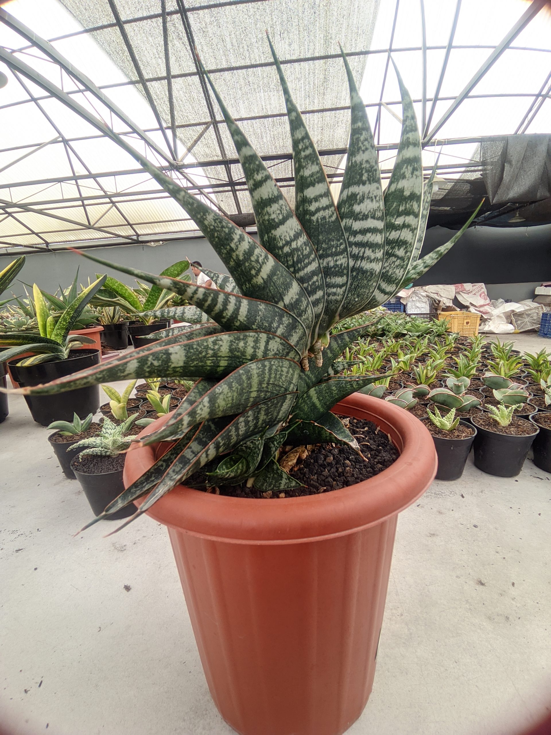 1323. Sansevieria Vegeta Size 20 Cm - Image 10
