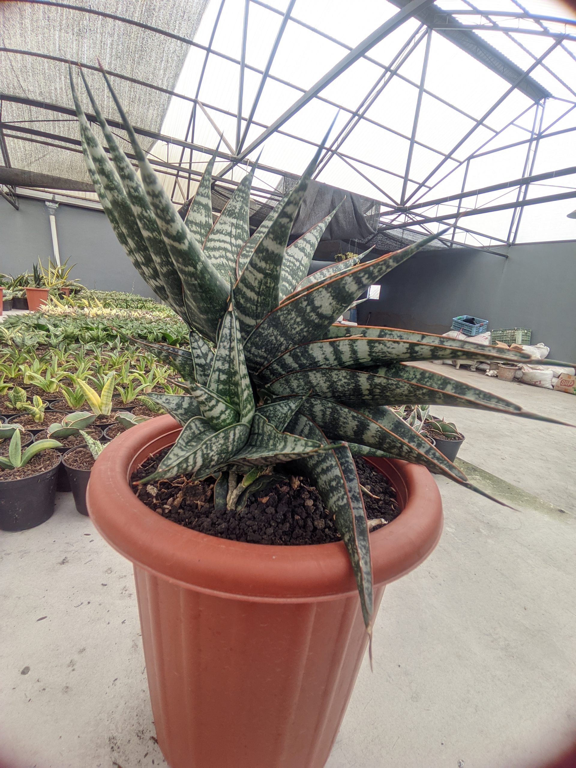 1323. Sansevieria Vegeta Size 20 Cm - Image 3