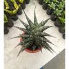 1323. Sansevieria Vegeta Size 20 Cm