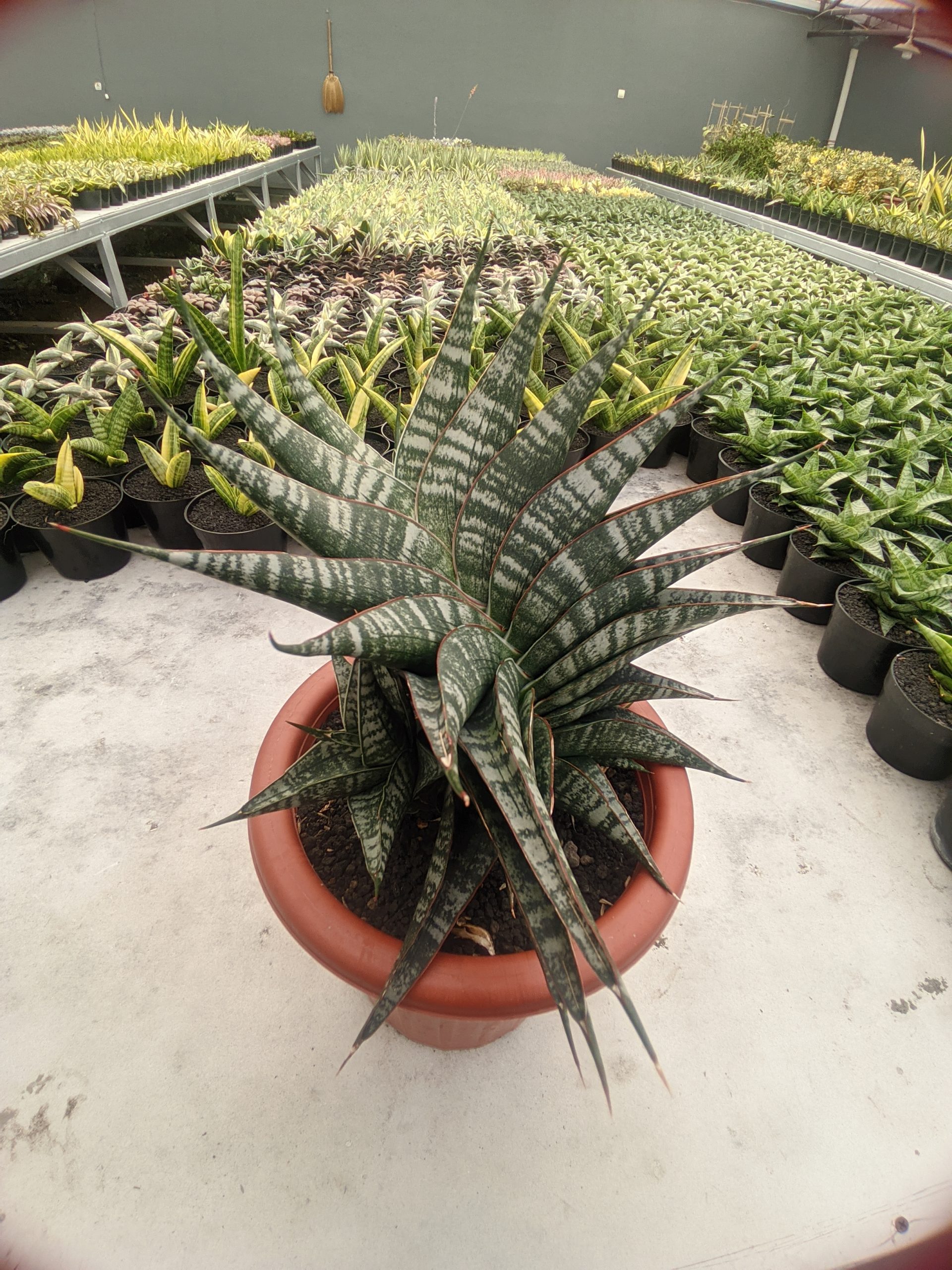 1323. Sansevieria Vegeta Size 20 Cm - Image 2