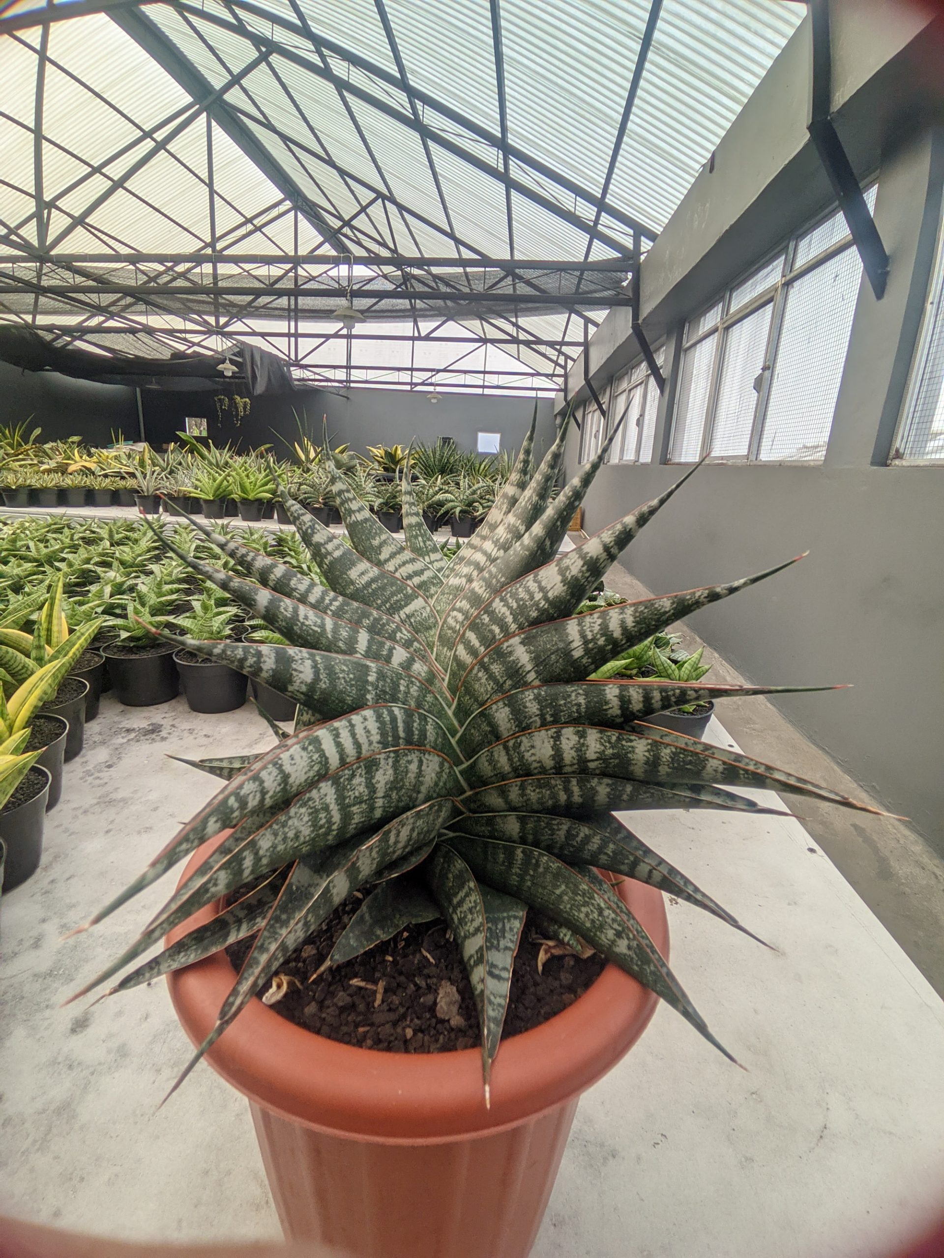 1323. Sansevieria Vegeta Size 20 Cm - Image 7