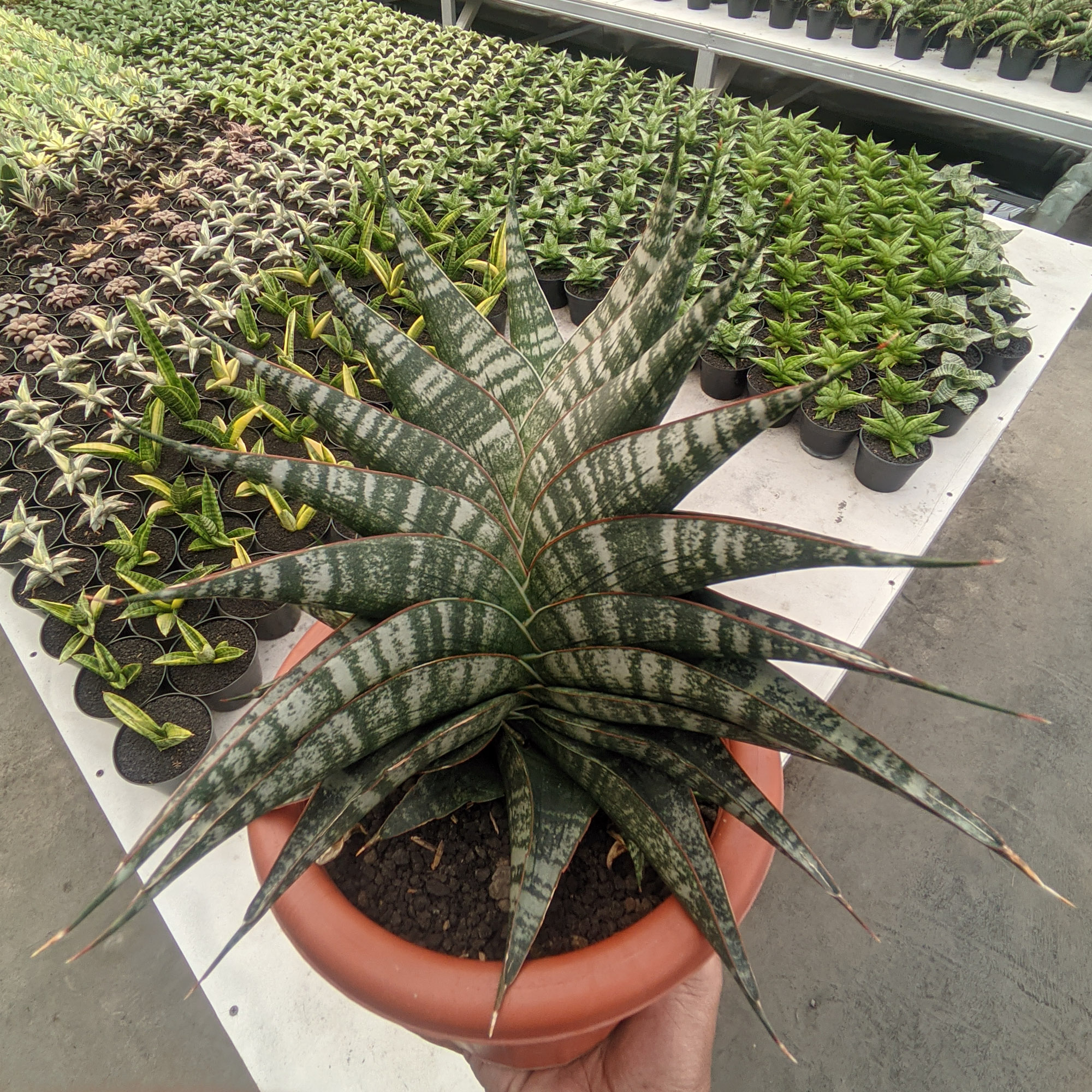 1323. Sansevieria Vegeta Size 20 Cm - Image 4