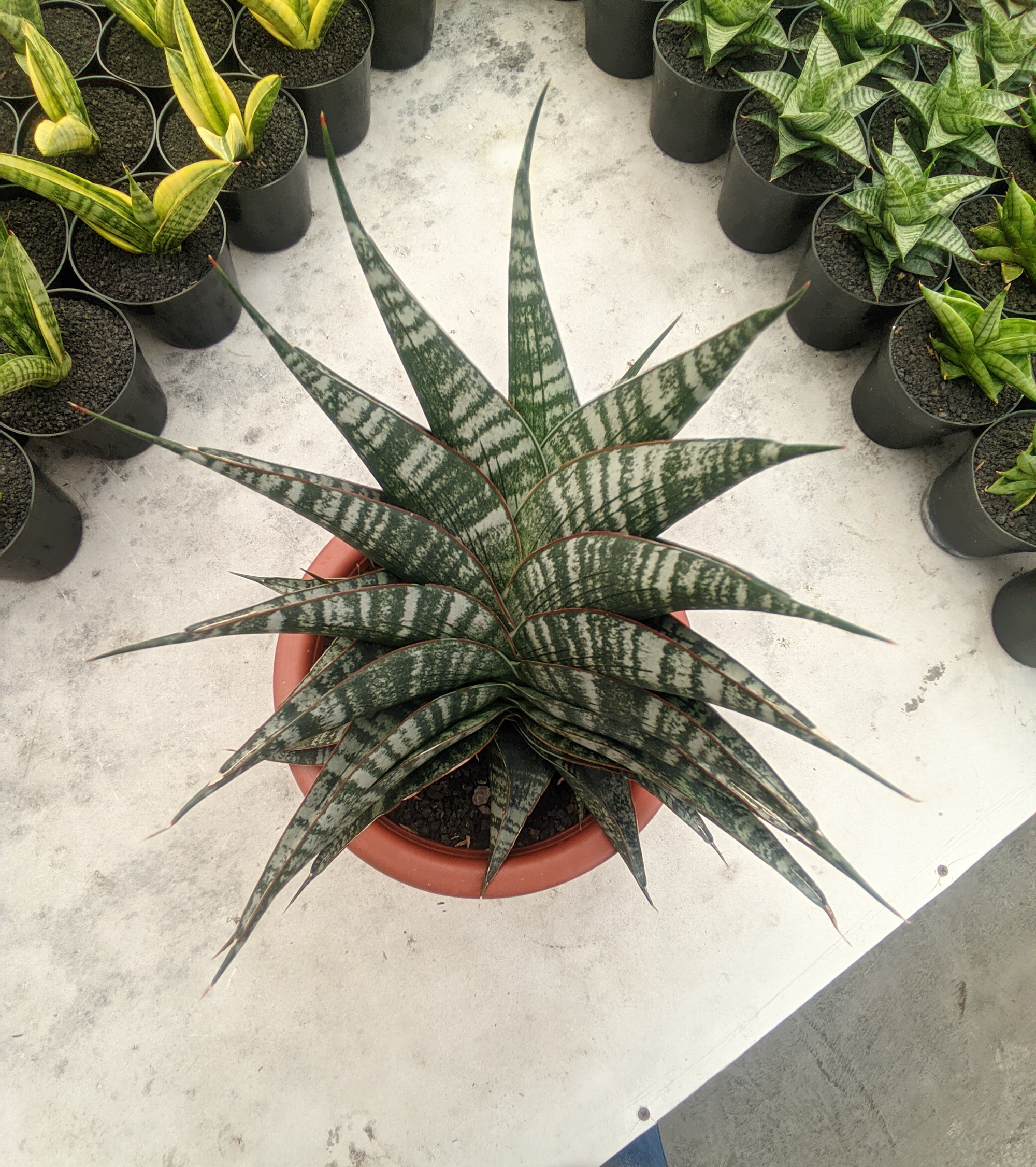 1323. Sansevieria Vegeta Size 20 Cm - Image 8