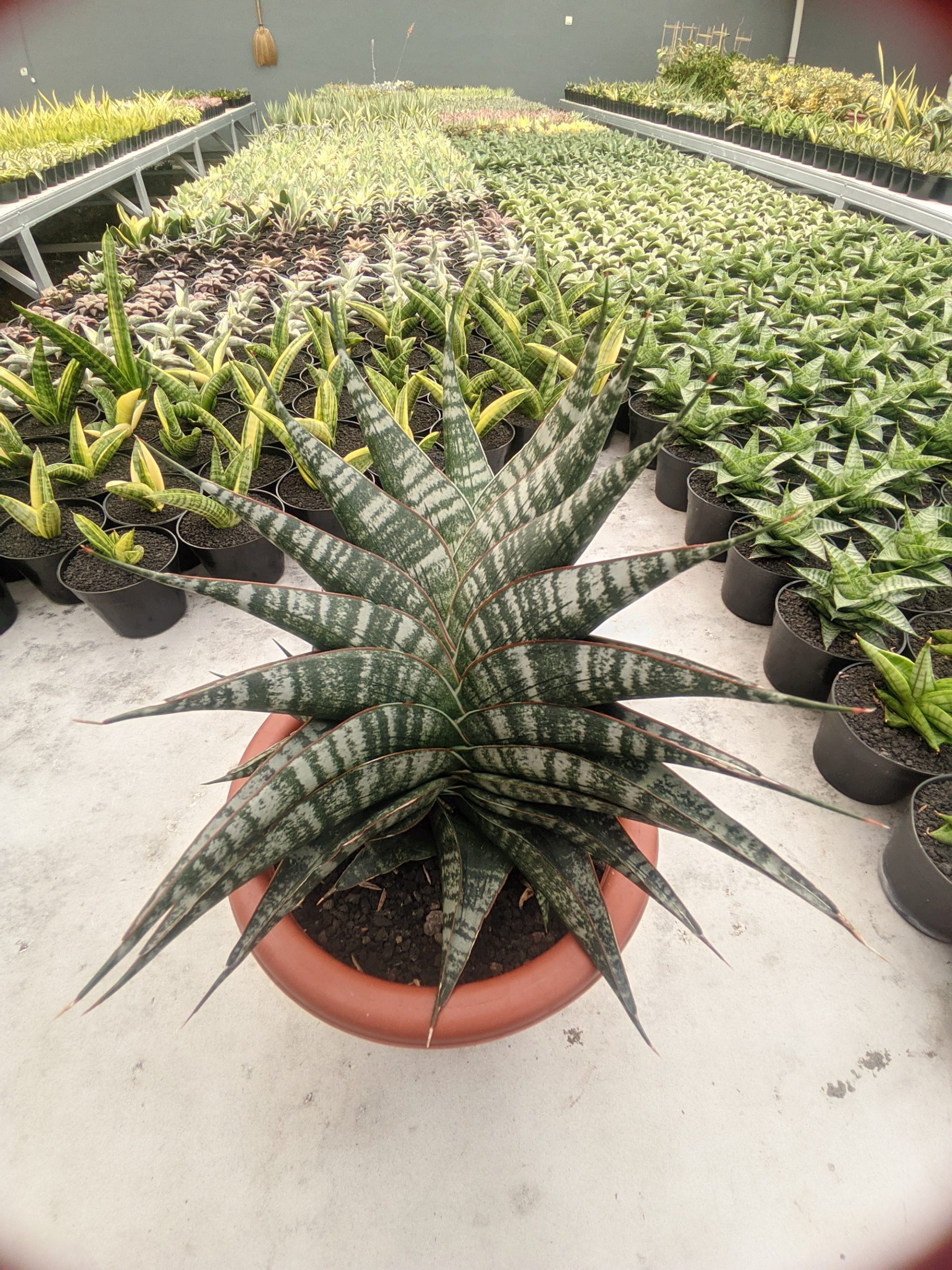 1323. Sansevieria Vegeta Size 20 Cm - Image 5