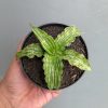 1324. Sansevieria Water Melon