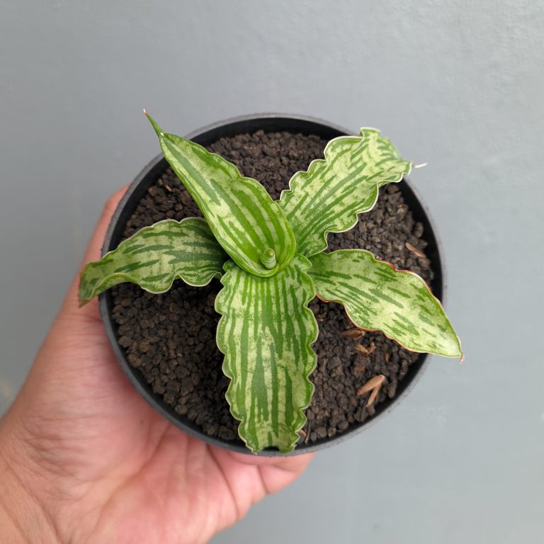 1324. Sansevieria Water Melon