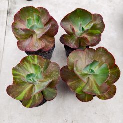 Alternative view of 1325. Echeveria Party Dress Variegated