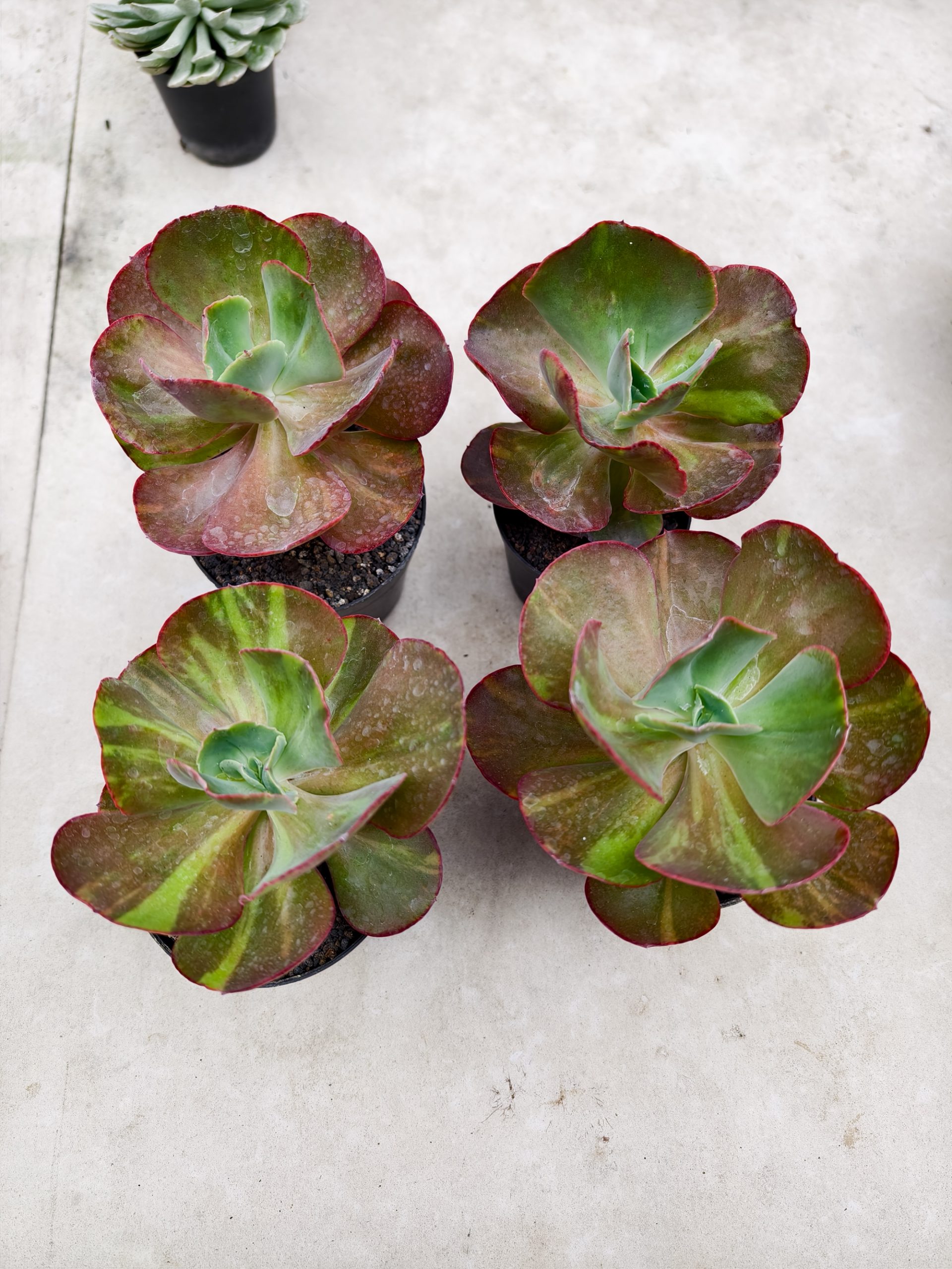 1325. Echeveria Party Dress Variegated - Image 2