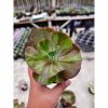 1325. Echeveria Party Dress Variegated