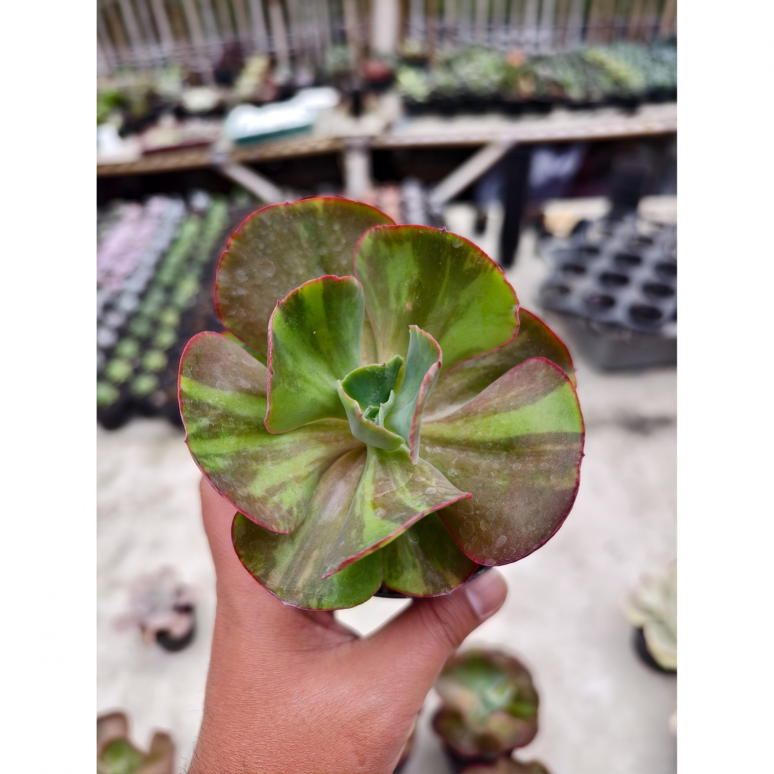 1325. Echeveria Party Dress Variegated