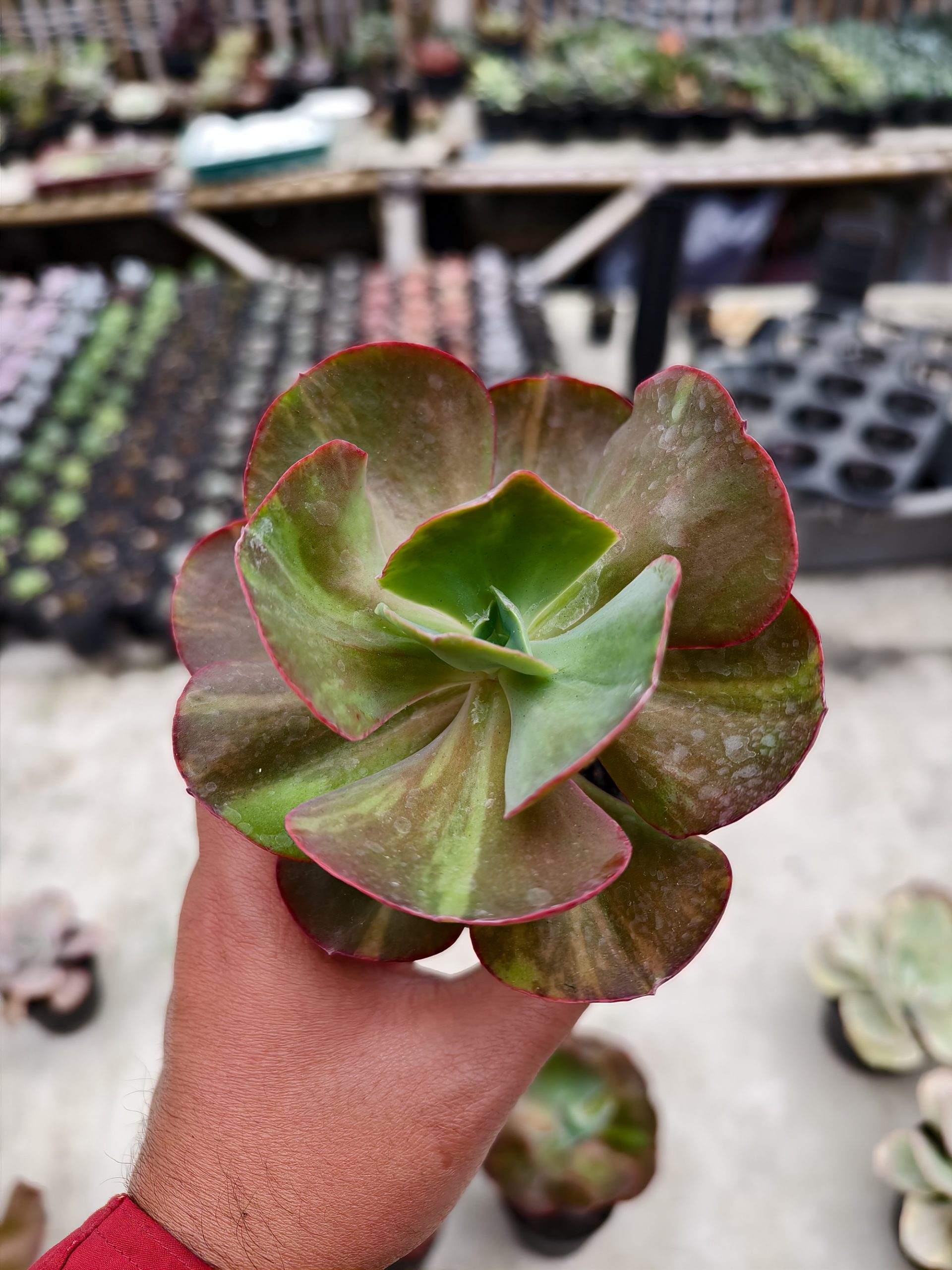 1325. Echeveria Party Dress Variegated - Image 3