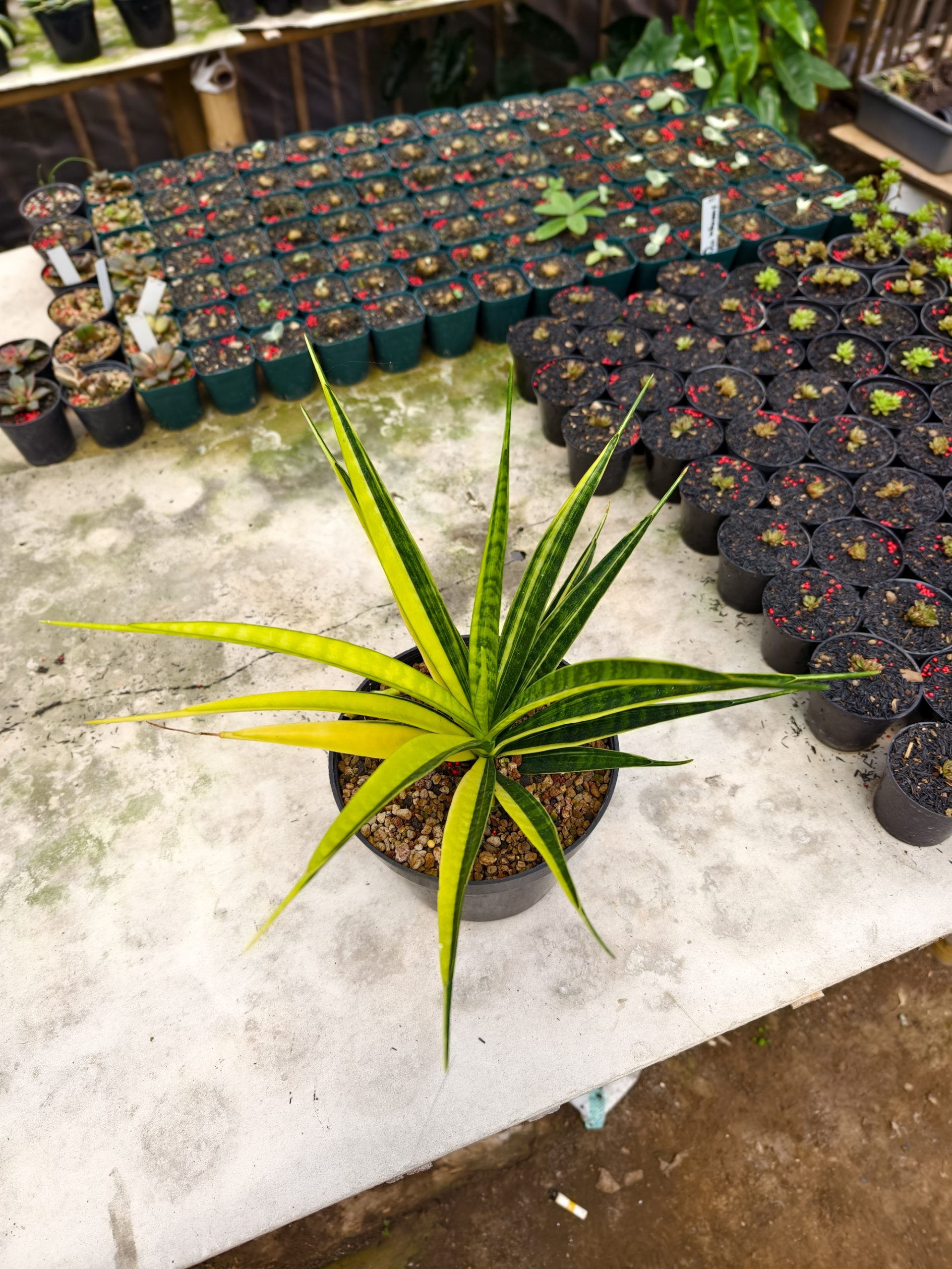 1327. Sansevieria Parva Lancet Sectoral Yellow - Image 2
