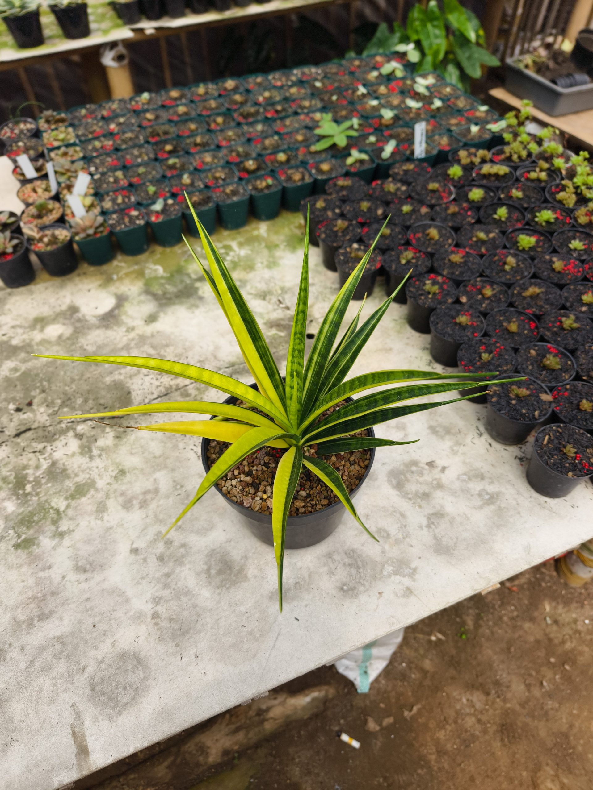 1327. Sansevieria Parva Lancet Sectoral Yellow - Image 3