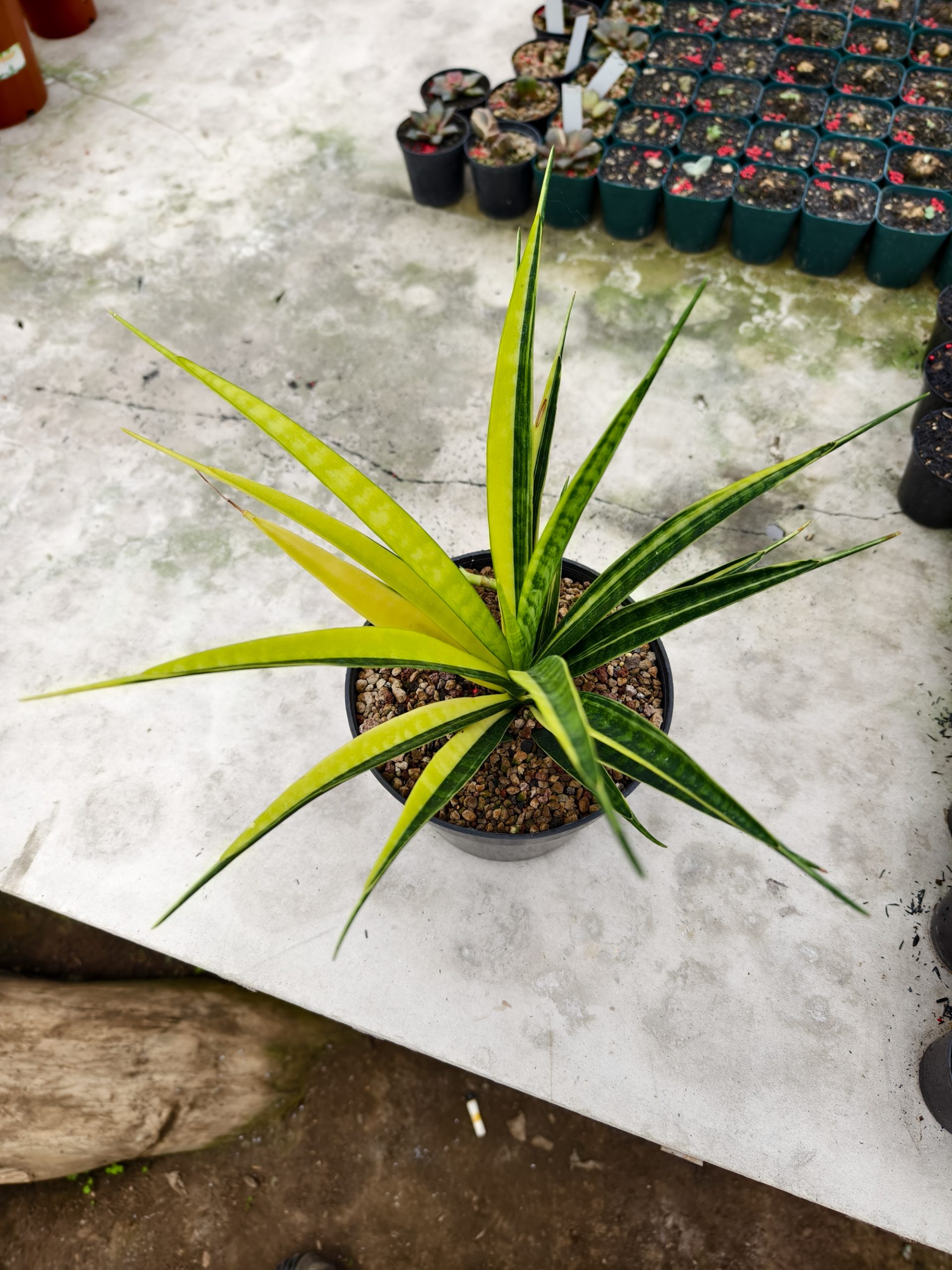 1327. Sansevieria Parva Lancet Sectoral Yellow - Image 5