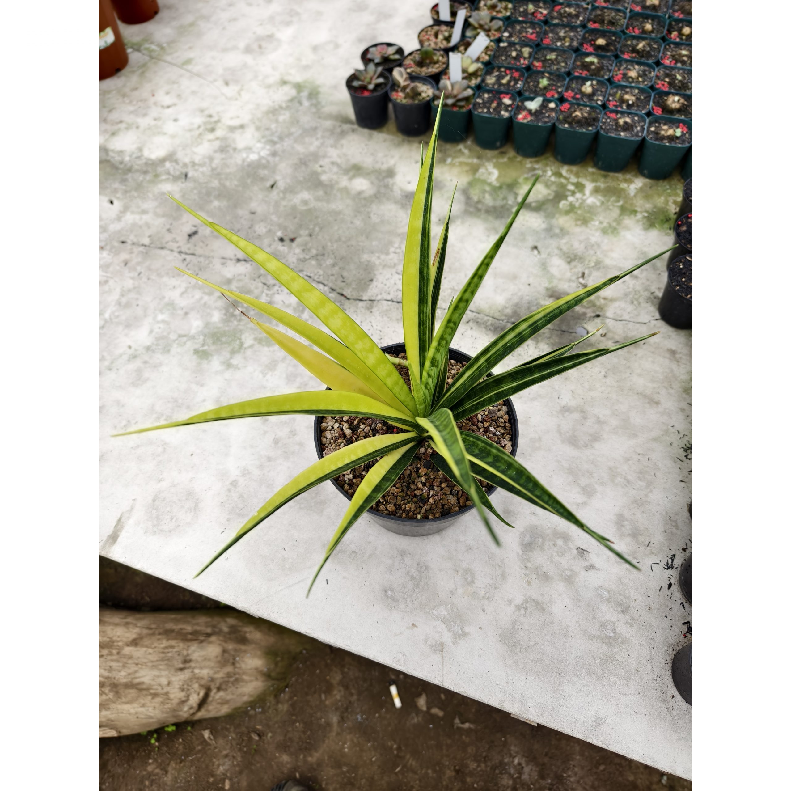1327. Sansevieria Parva Lancet Sectoral Yellow
