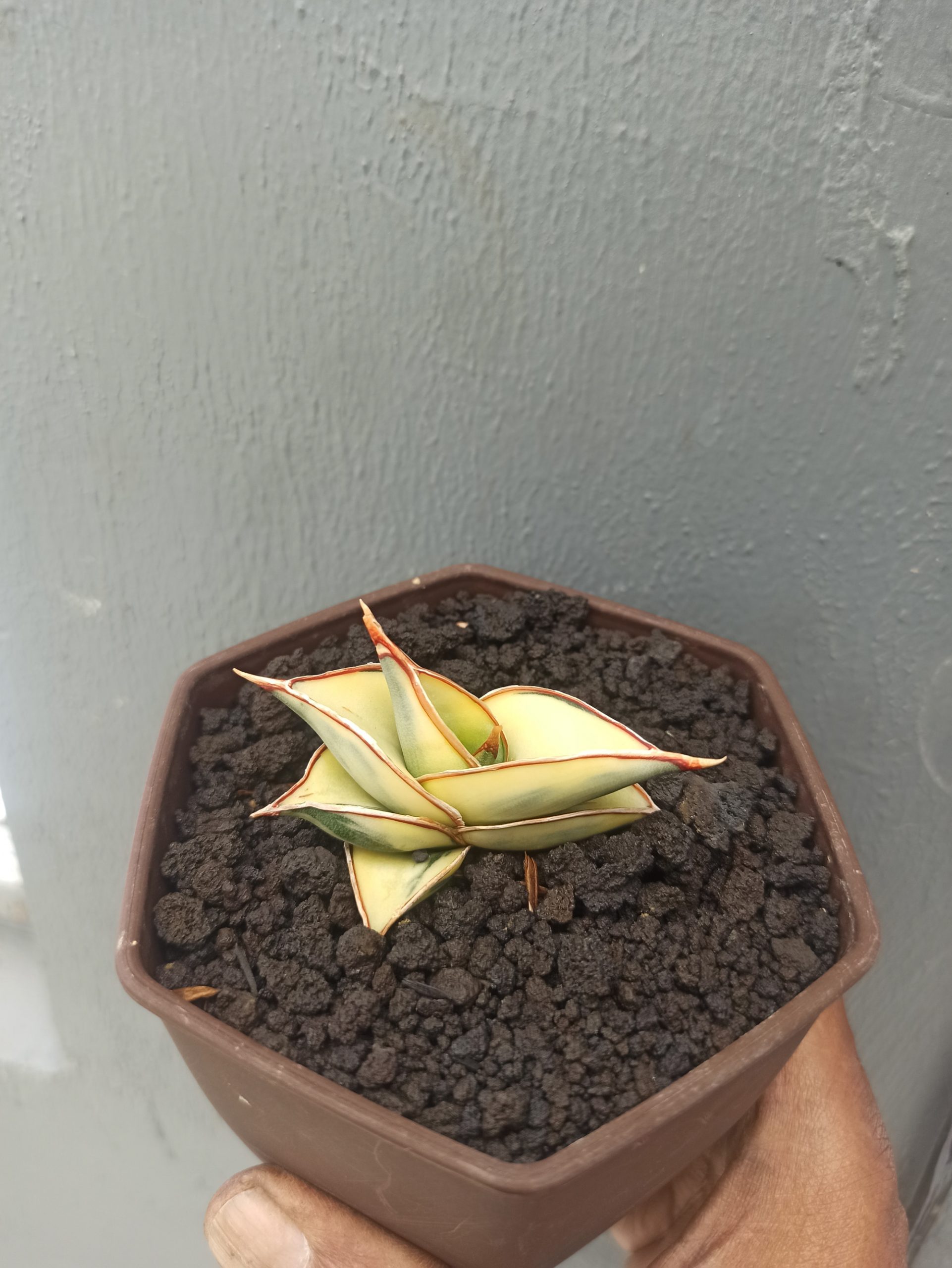 1328. Sansevieria Rorida Aurea Variegated - Image 5