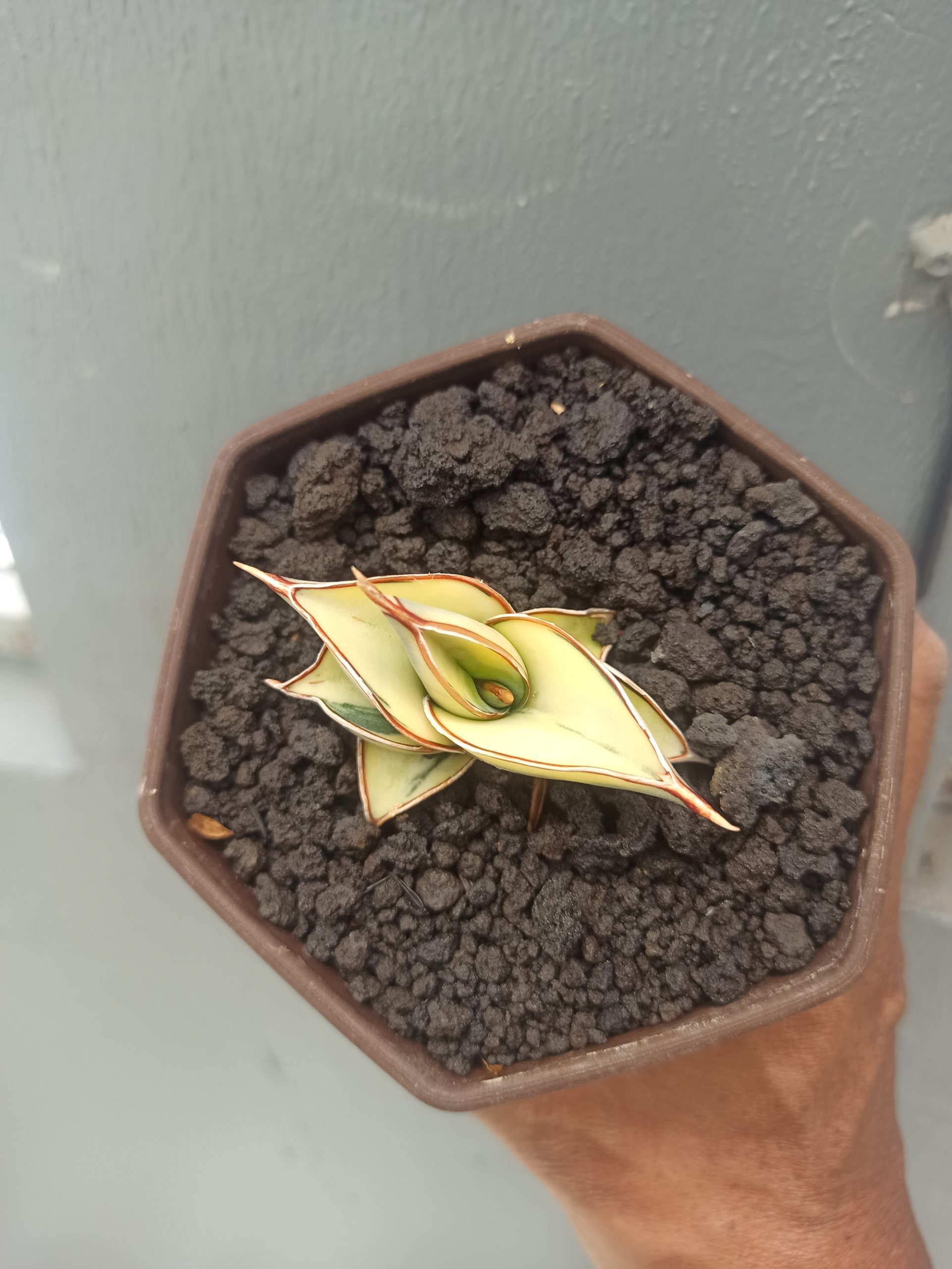 1328. Sansevieria Rorida Aurea Variegated - Image 6