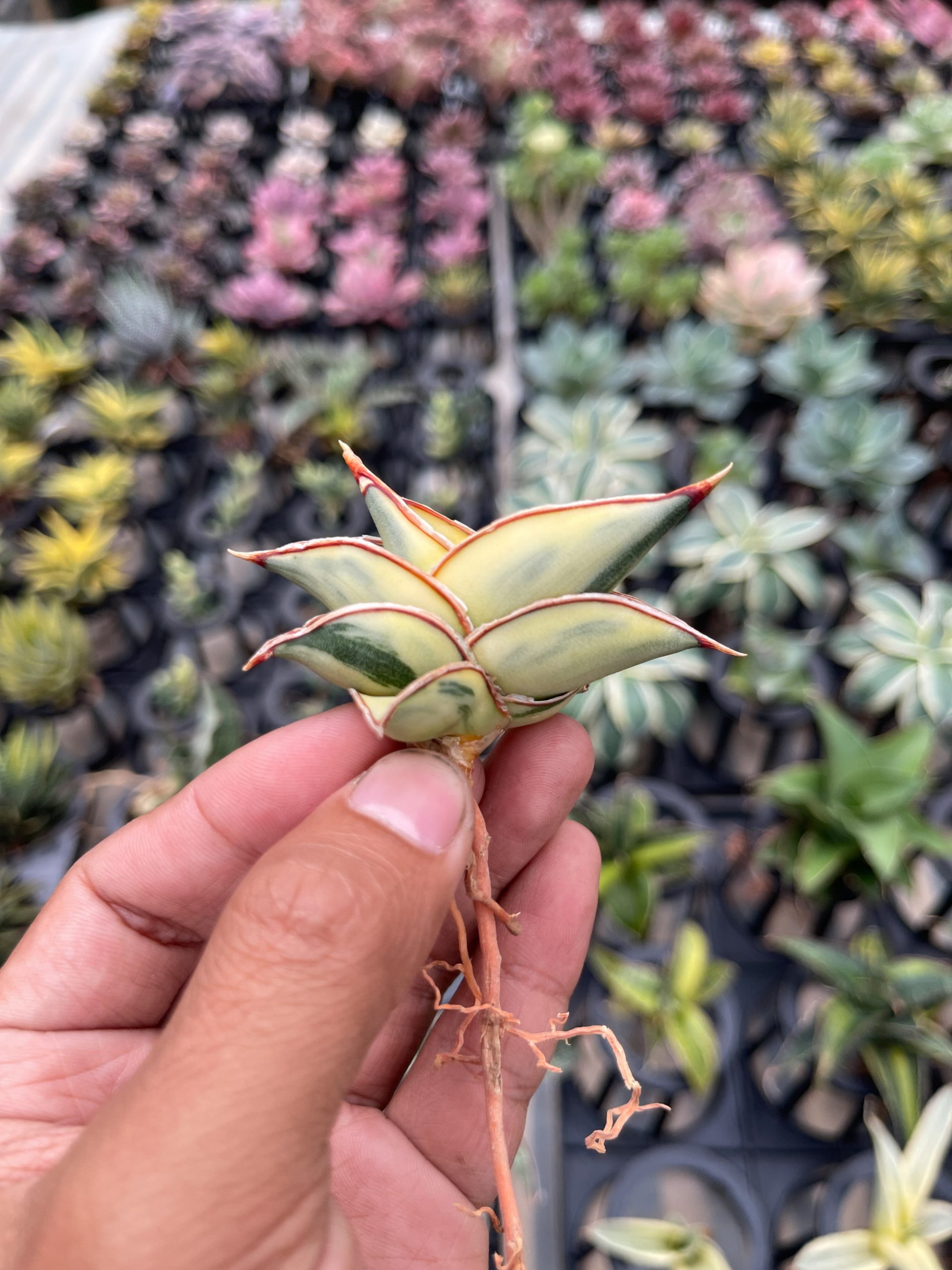 1328. Sansevieria Rorida Aurea Variegated - Image 7