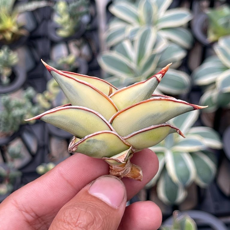 1328. Sansevieria Rorida Aurea Variegated