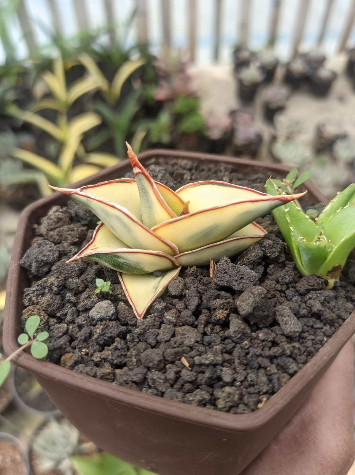 1328. Sansevieria Rorida Aurea Variegated - Image 2