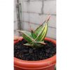 1330. Sansevieria Pinguicula Dagger
