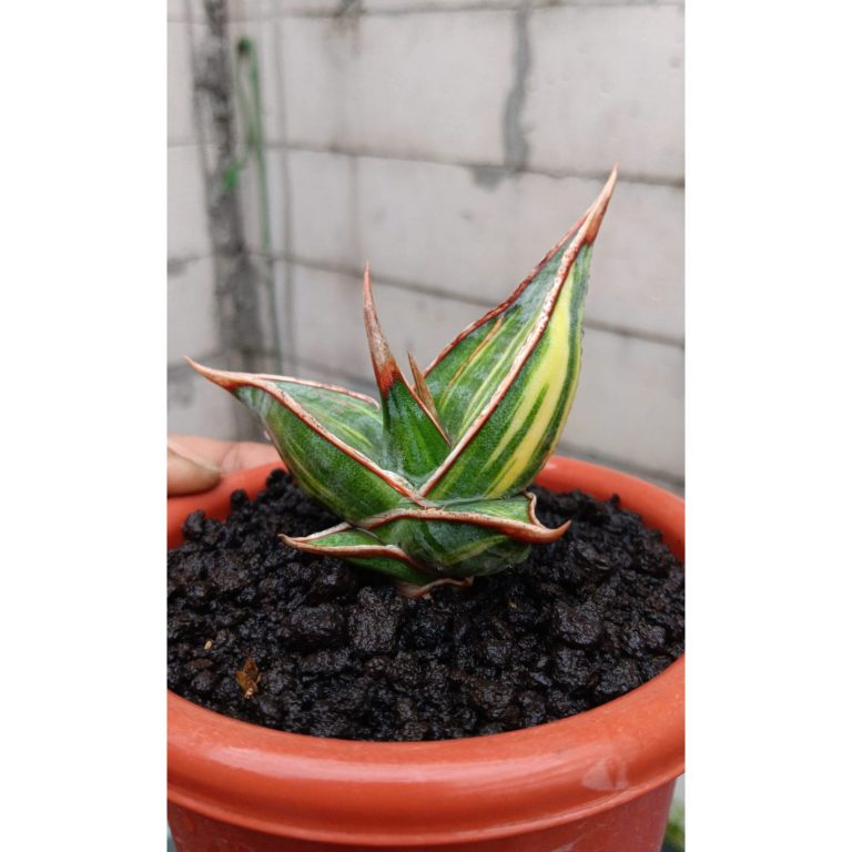 1330. Sansevieria Pinguicula Dagger