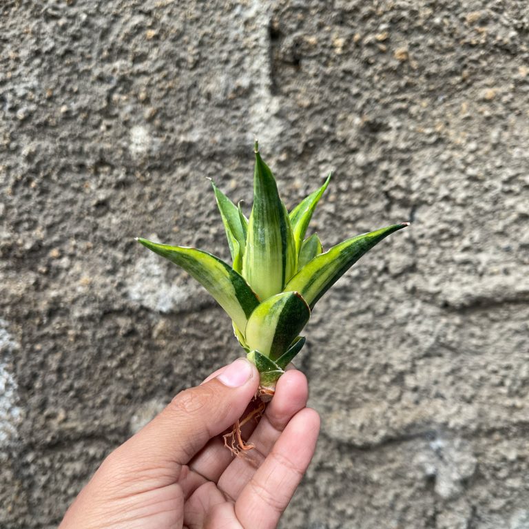 1331. Sansevieria Gajah Mada Variegated