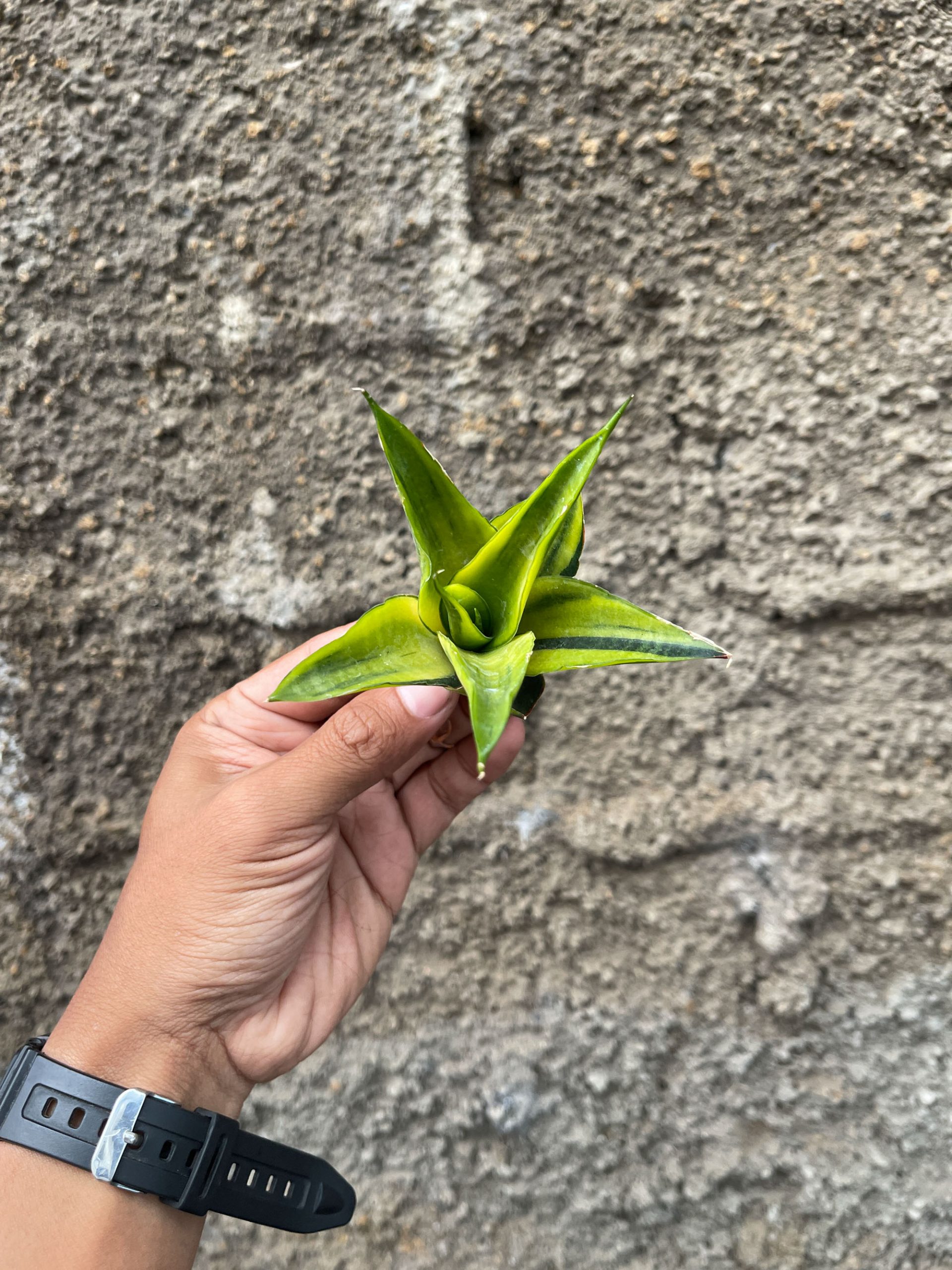1331. Sansevieria Gajah Mada Variegated - Image 2