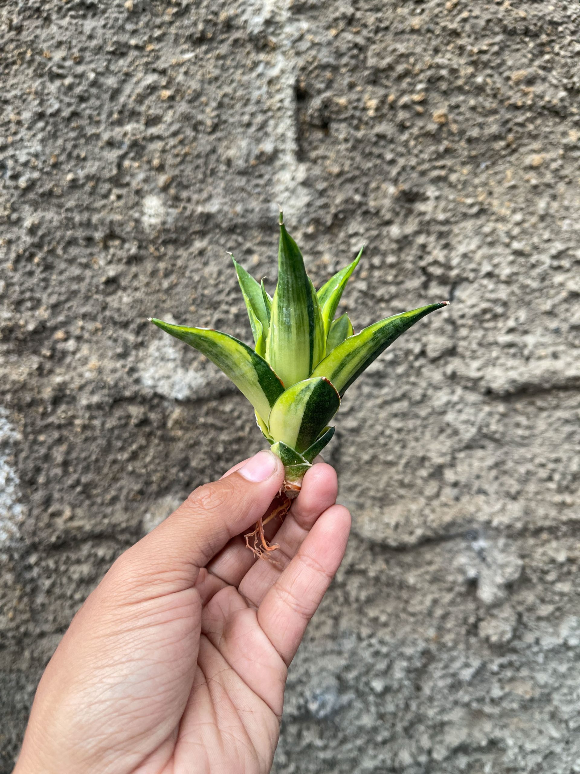 1331. Sansevieria Gajah Mada Variegated - Image 3
