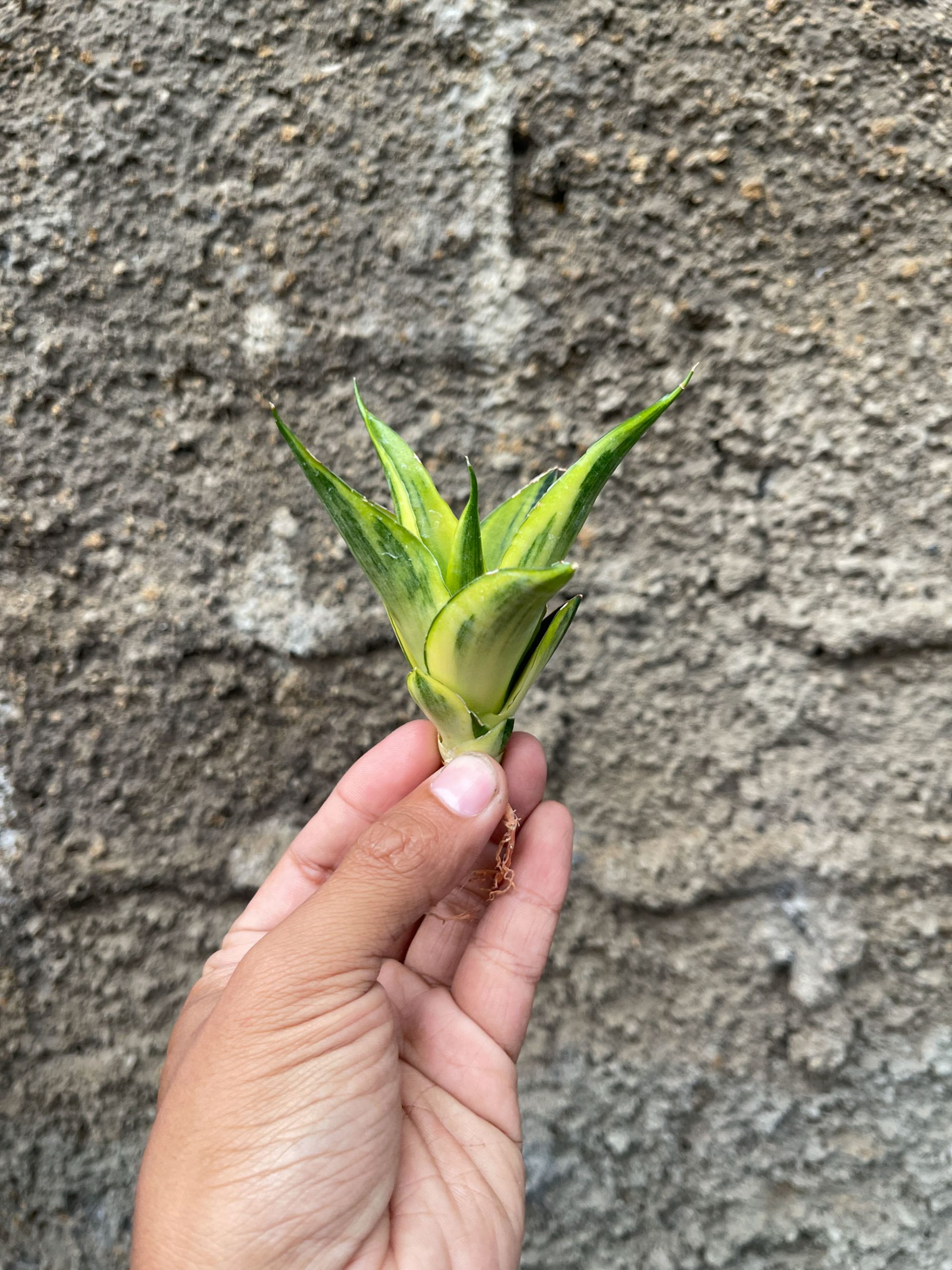 1331. Sansevieria Gajah Mada Variegated - Image 4