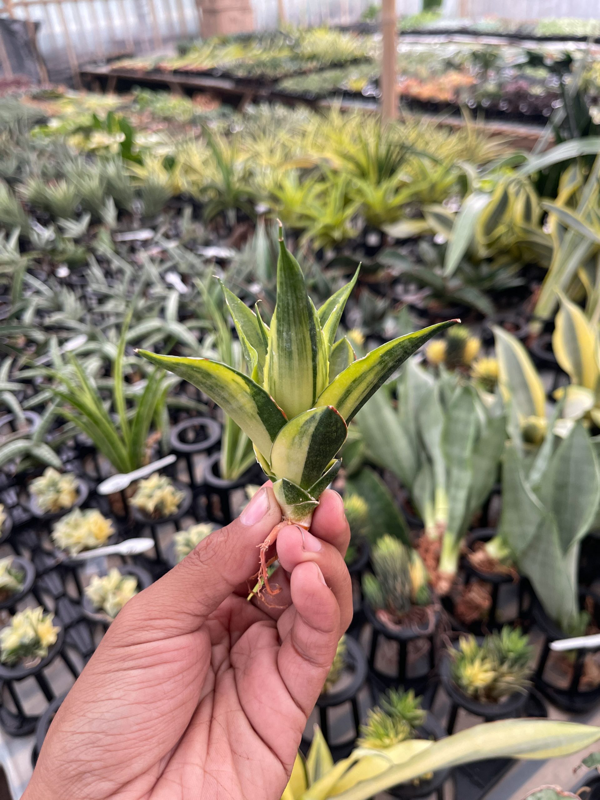 1331. Sansevieria Gajah Mada Variegated - Image 5