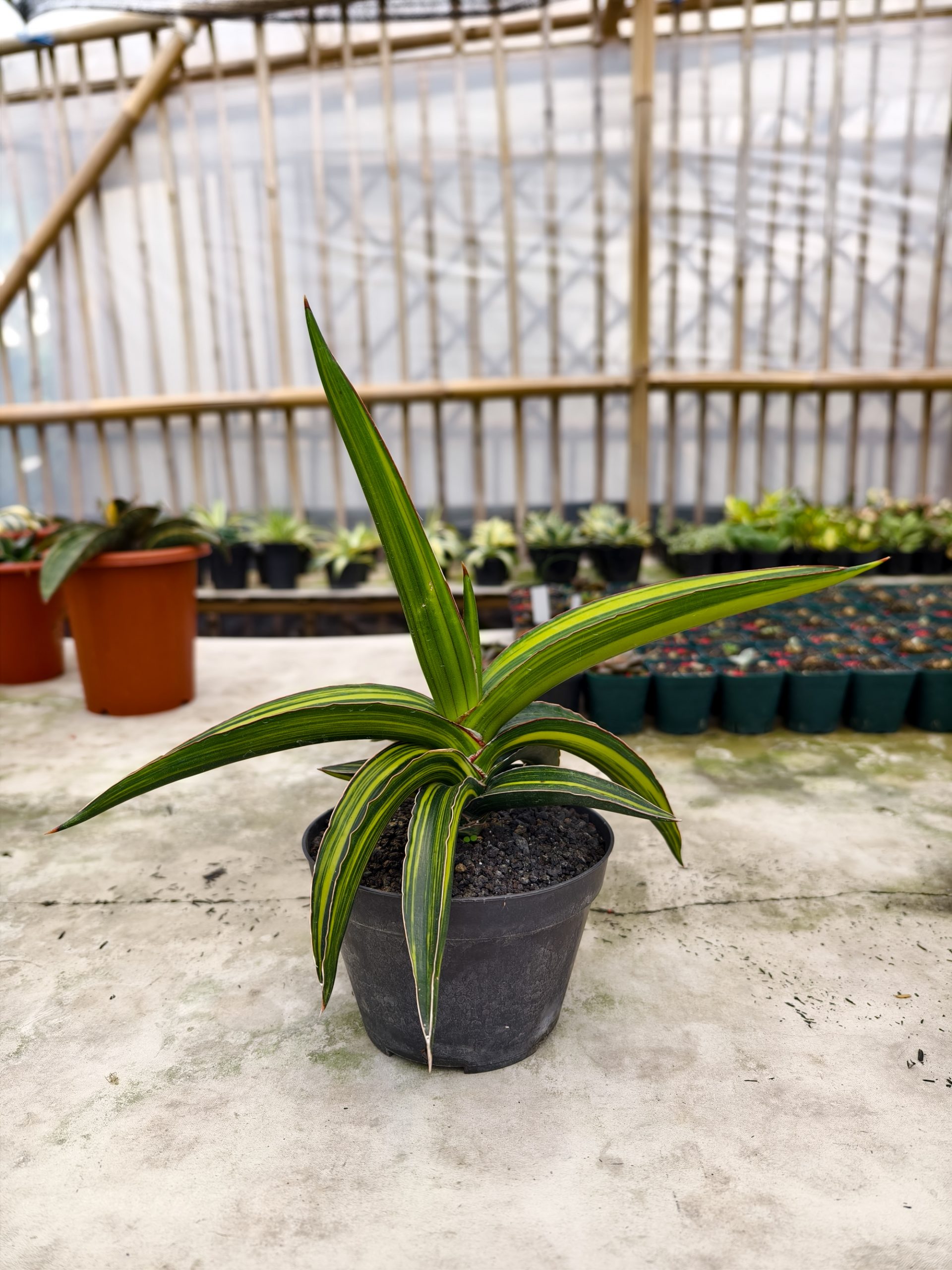 1332. Sansevieria Doris Pfennig Variegated Size 25 Cm - Image 2