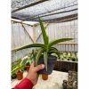 1332. Sansevieria Doris Pfennig Variegated Size 25 Cm