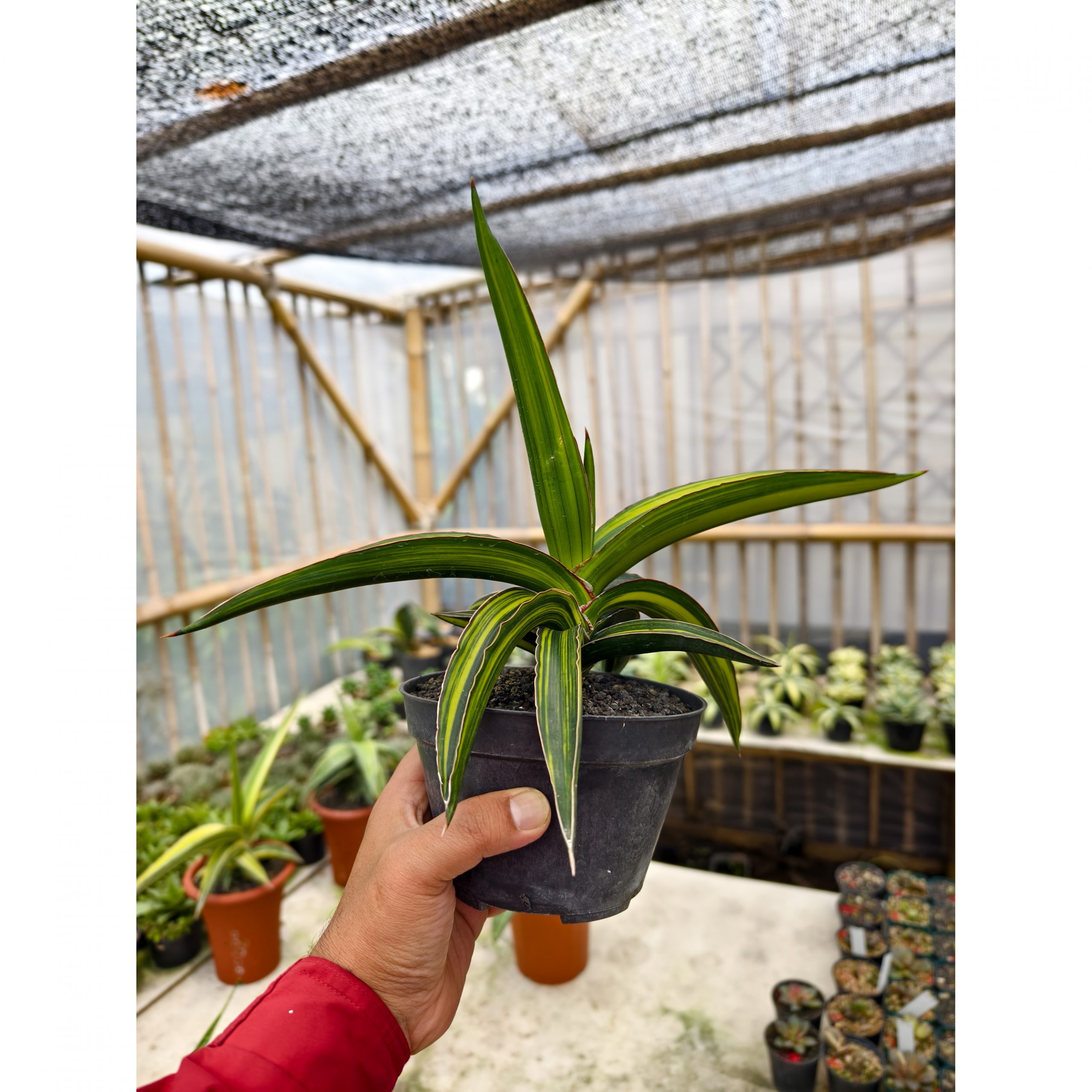 1332. Sansevieria Doris Pfennig Variegated Size 25 Cm