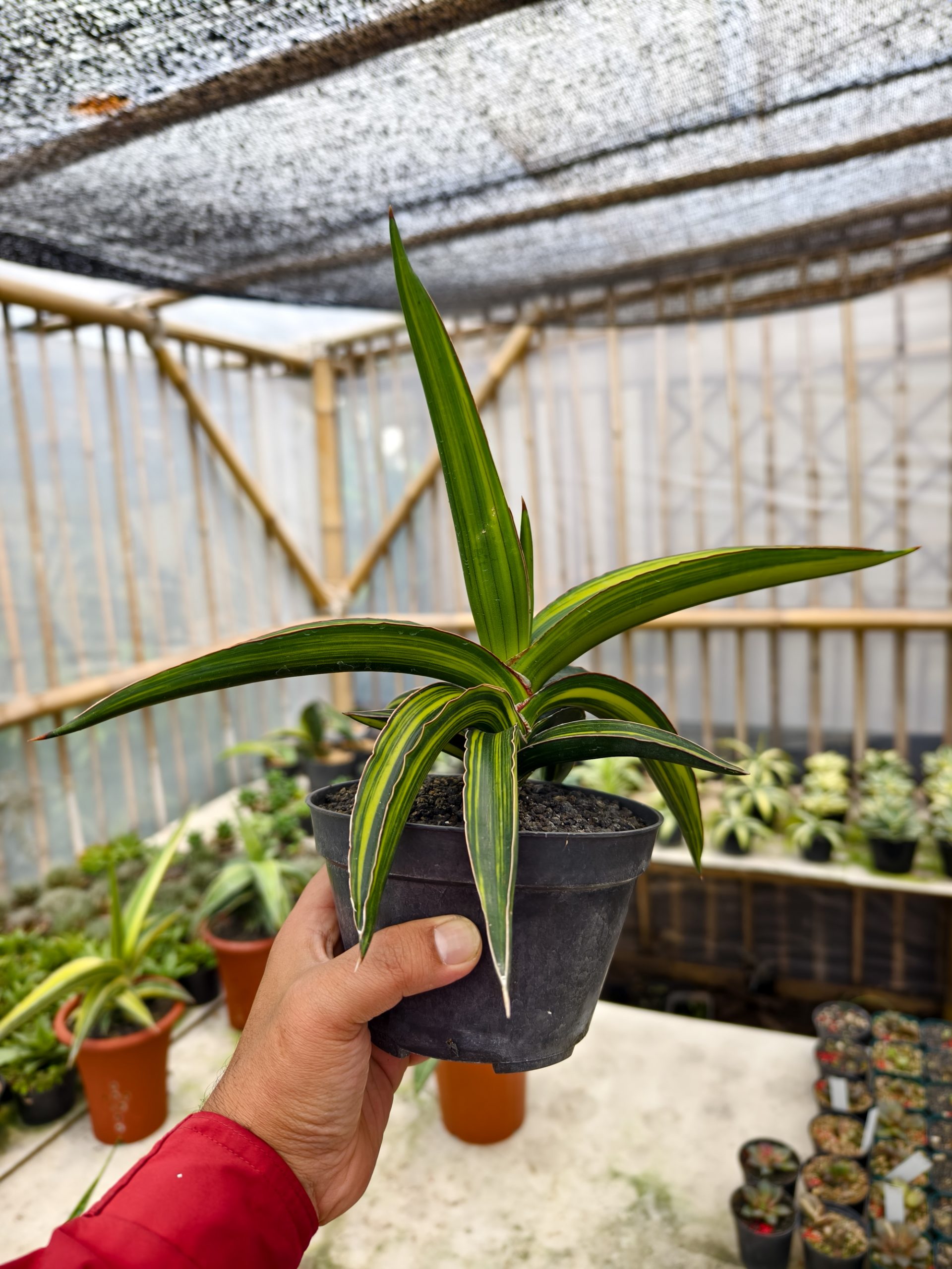 1332. Sansevieria Doris Pfennig Variegated Size 25 Cm - Image 3