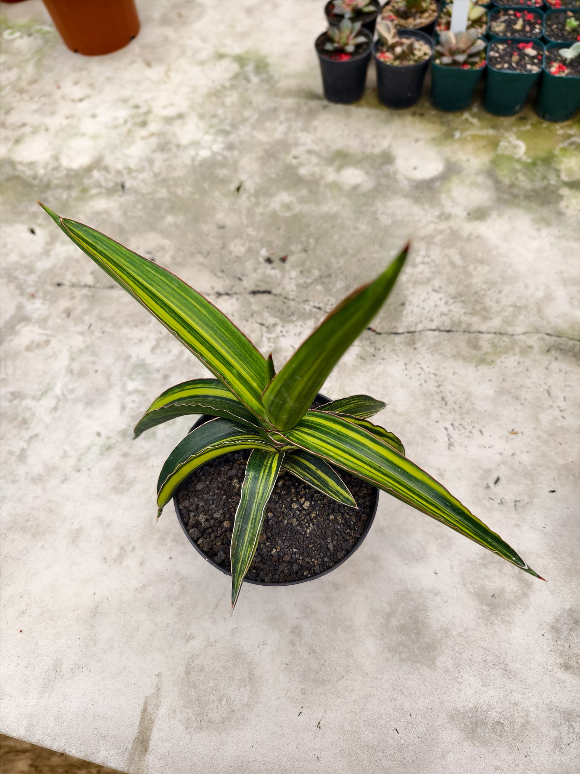 1332. Sansevieria Doris Pfennig Variegated Size 25 Cm - Image 4