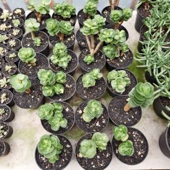 Alternative view of 1333. Portulaca Molokiniensis Variegated