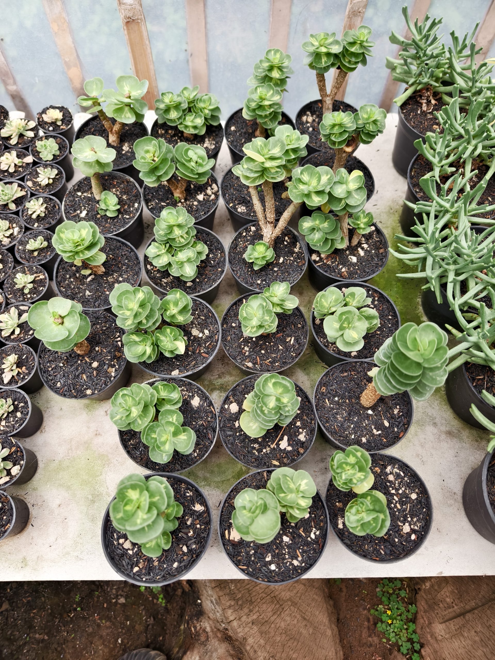 1333. Portulaca Molokiniensis Variegated - Image 2