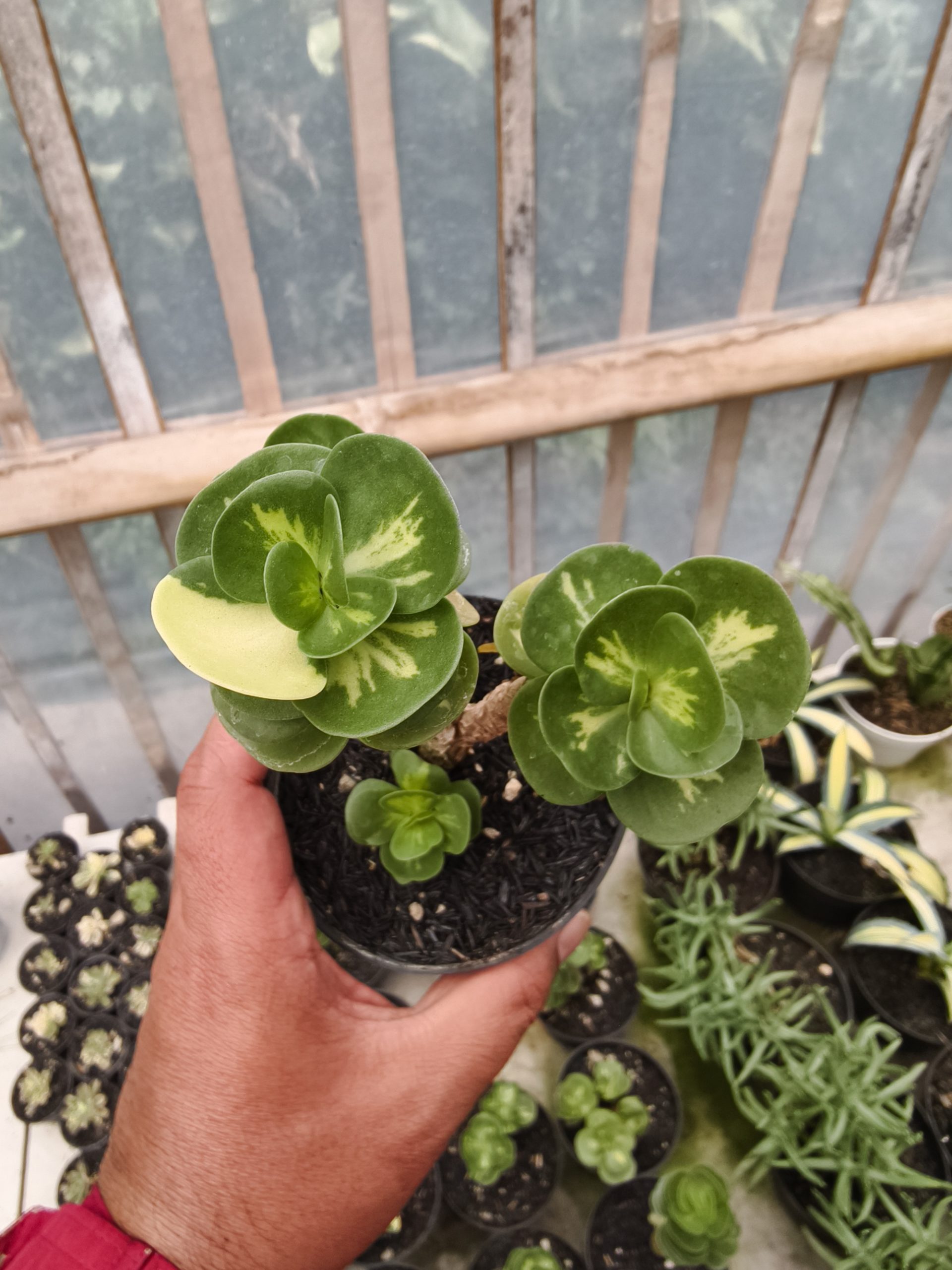 1333. Portulaca Molokiniensis Variegated - Image 3