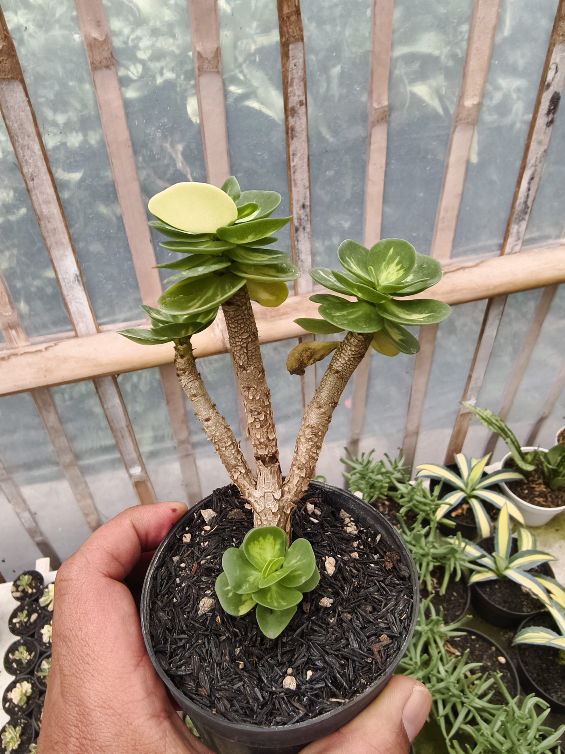 1333. Portulaca Molokiniensis Variegated - Image 4