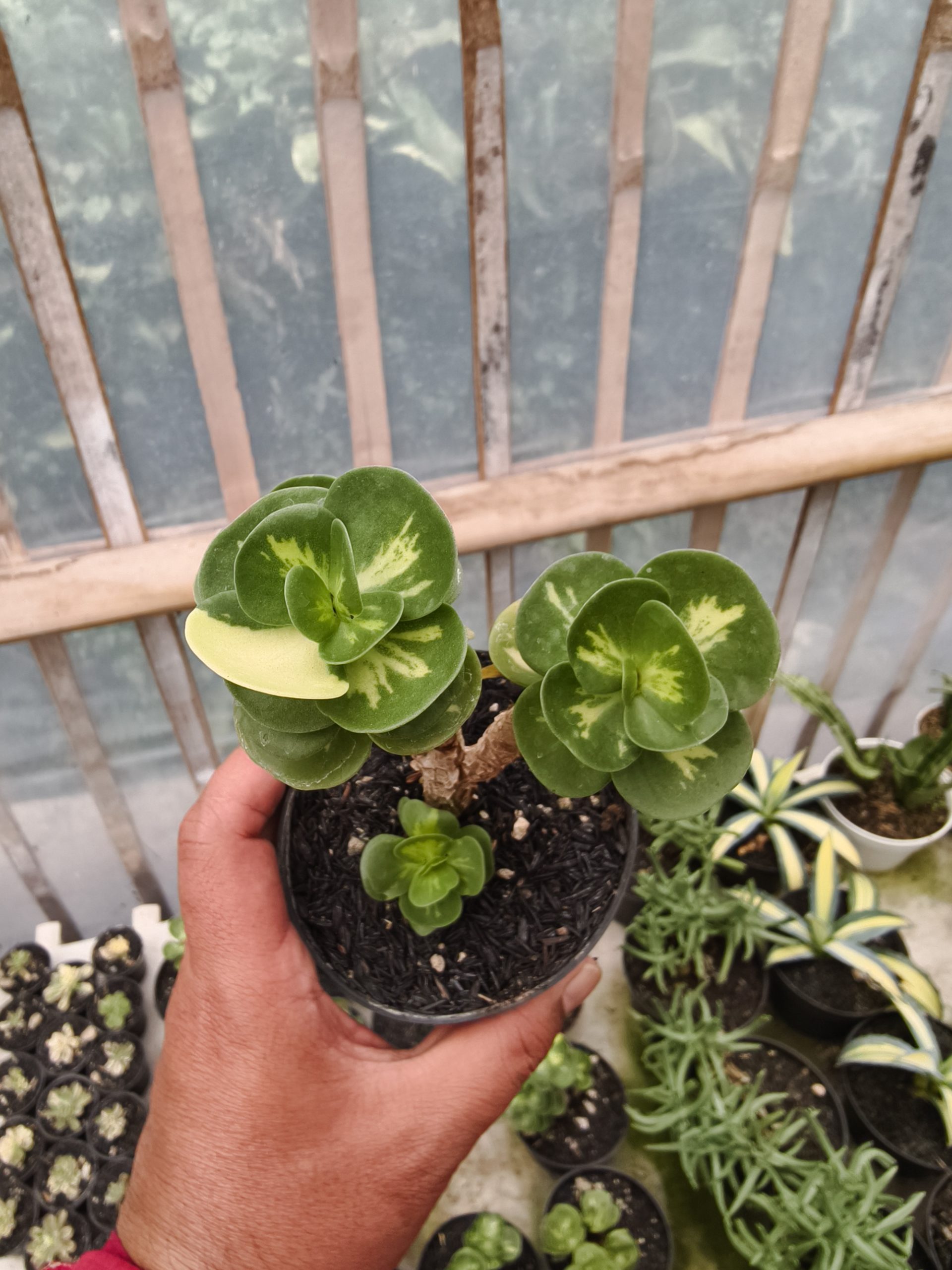 1333. Portulaca Molokiniensis Variegated - Image 5