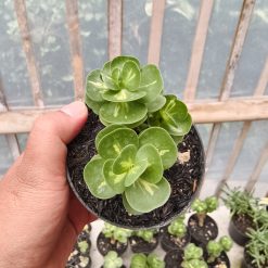 1333. Portulaca Molokiniensis Variegated