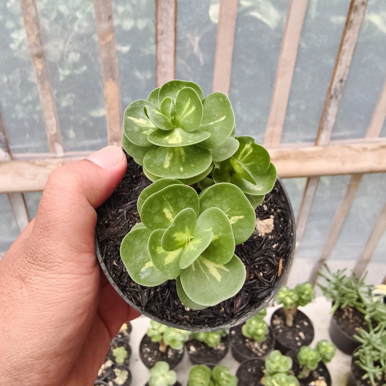1333. Portulaca Molokiniensis Variegated