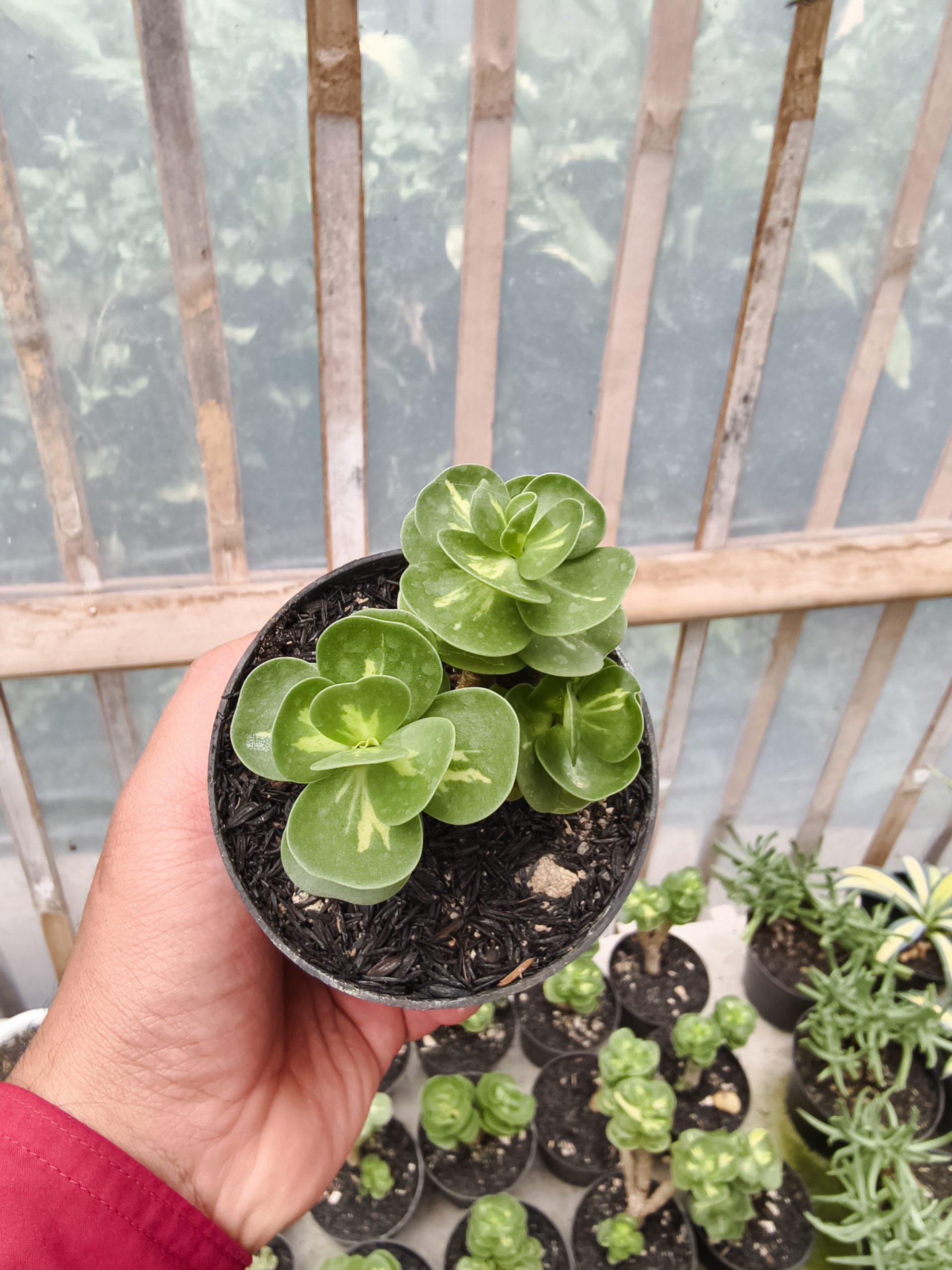 1333. Portulaca Molokiniensis Variegated - Image 6