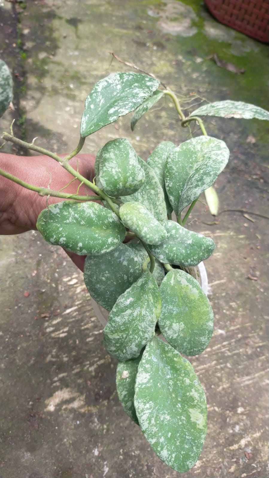 1334. Hoya Wayaminae Splash Size Large - Image 3