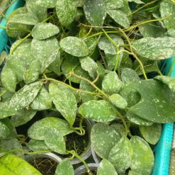Alternative view of 1334. Hoya Wayaminae Splash Size Large