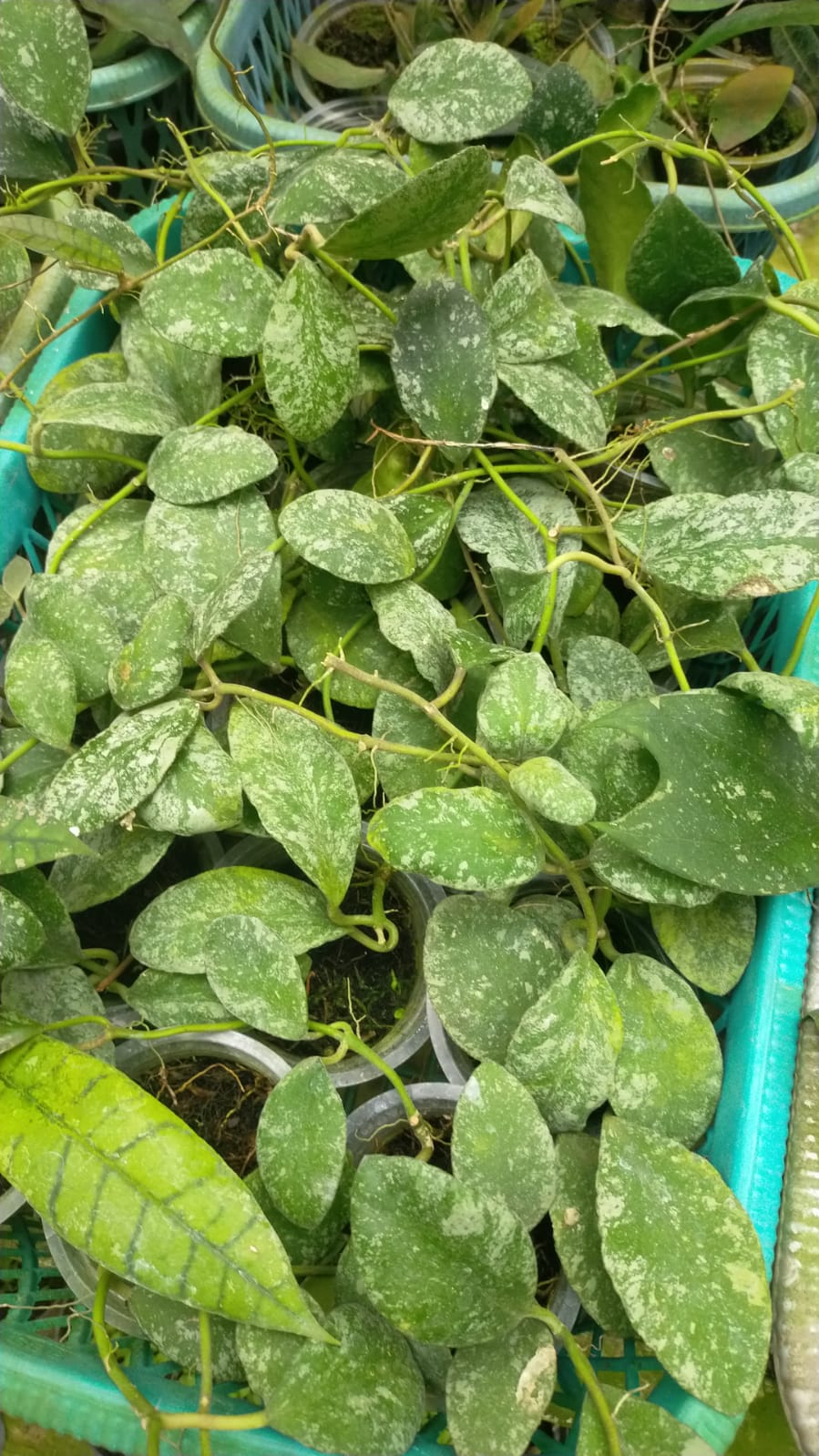 1334. Hoya Wayaminae Splash Size Large - Image 2