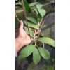 1336. Hoya SP Aceh