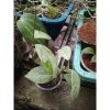 1337. Hoya Coricea Silver