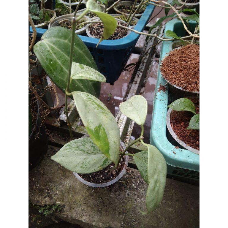 1337. Hoya Coricea Silver